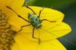 Armored corn cricket