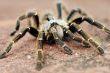 Baboon spider