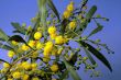 Mimosa - first spring flowers