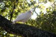 White Dove