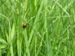 Bug and grass
