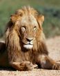 Young lion
