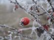 dogrose berry in frost