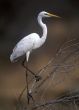 White egret