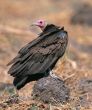 Turkey vulture