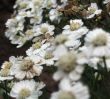 white flowers