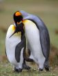 Penguins in love