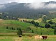 Cows and hills