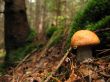 Orange-cap boletus