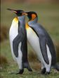 Two penguins