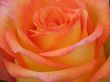 Orange Rose