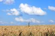 Wheaten