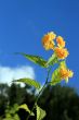 Yellow Bloom