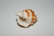 Sea Shell