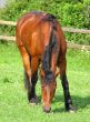 Brown Horse