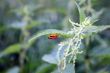Bugs Love
