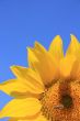 Sunflower with Bee