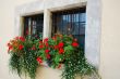 red flowers at the window