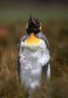 Penguin chicken