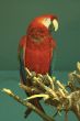 Multi-coloured parrot sitting on a branch