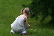 The girl collecting camomiles on a wood glade