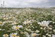 Field from white camomiles