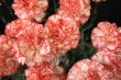Bouquet of red-white carnations
