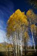 Autumn, golden aspens