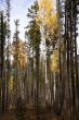 Lodgepole pines, and aspens