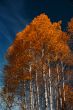 Autumn, golden aspens