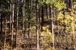 Lodgepole pines, and aspens