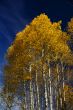 Autumn, golden aspens