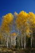 Autumn, golden aspens