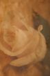 Rose Stationary paper