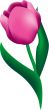 Tulip Flower