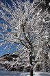 Snow covered trees