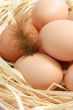 Brown Eggs with Feather