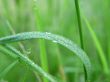 Grass with dew