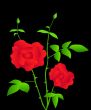 Rose plant