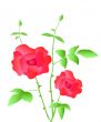 Rose plant