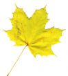 autumnal leaf