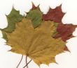 autumnal leaf