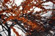Sea-buckthorn