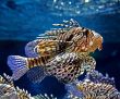 motley fish