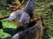 group of fishes in aquarium