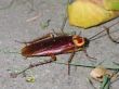 red roach