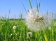 white dandelion 03