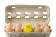 Chick between brown eggs
