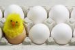 Chick Between White Eggs