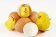 Hatched chicks